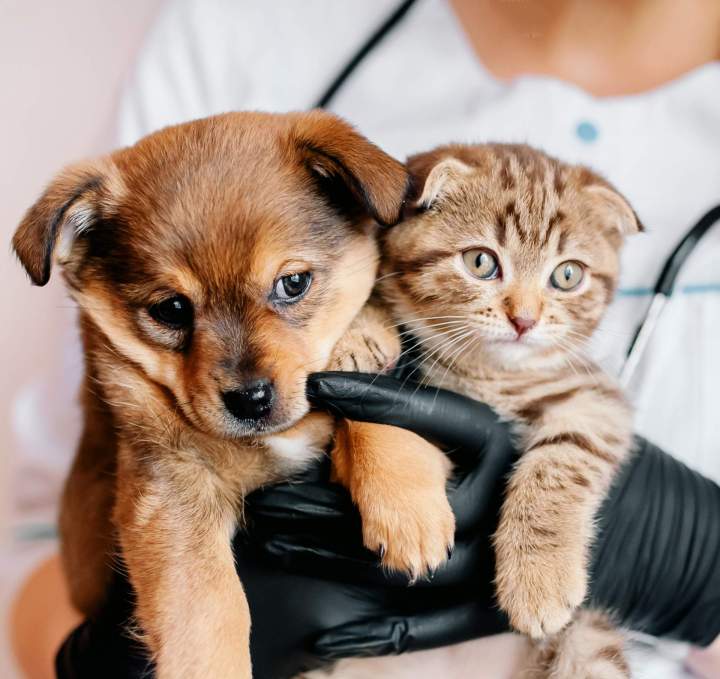 Vétérinaire pour animaux domestiques Guadeloupe