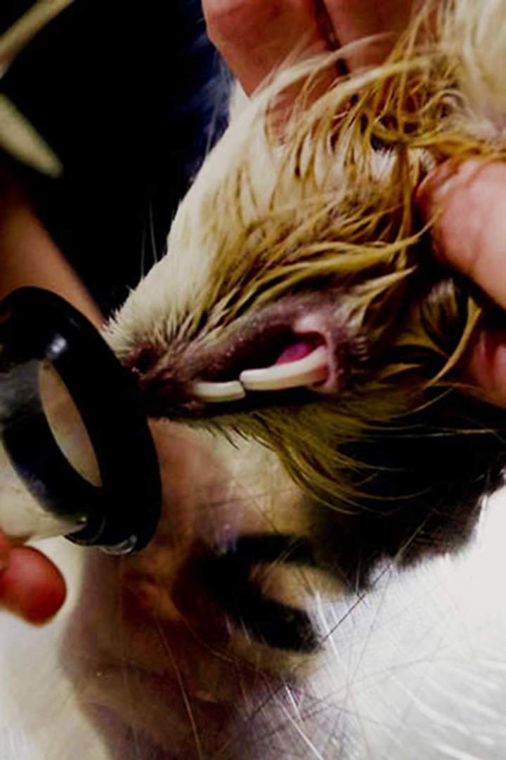 Soins furets Guadeloupe