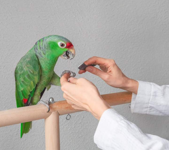 Soins pour les nouveaux animaux de compagnie