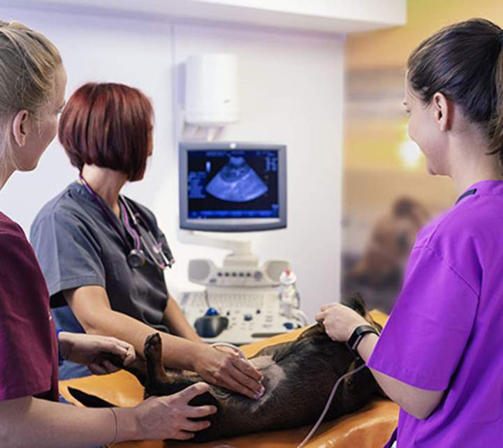 Une gamme complète de prestations dédiées aux animaux