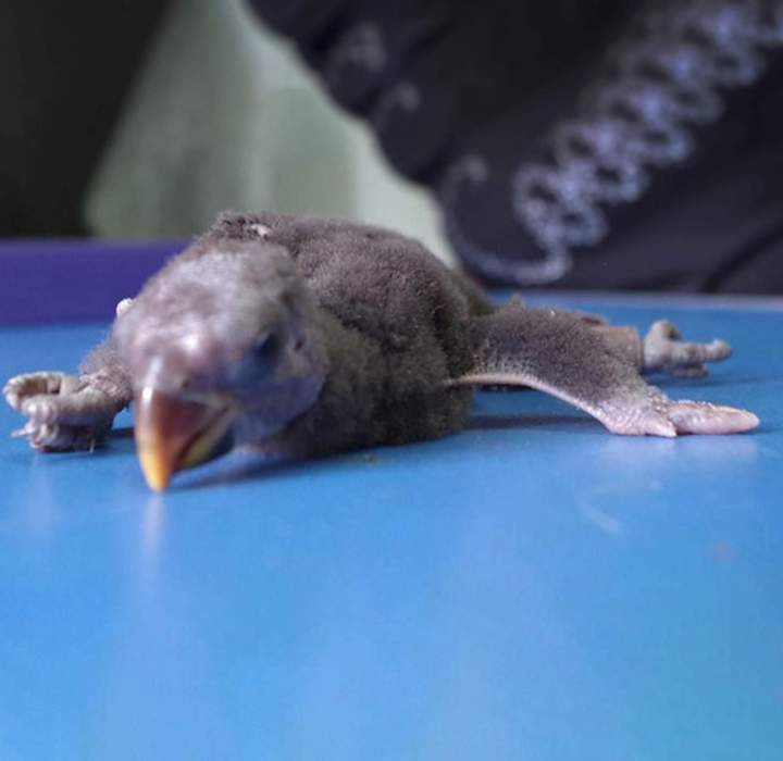 Vétérinaire NAC Guadeloupe