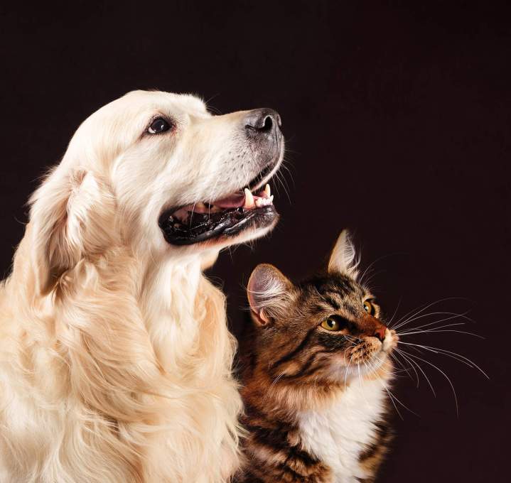 Vétérinaire pour chien et chat Guadeloupe